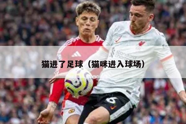 猫进了足球（猫咪进入球场）